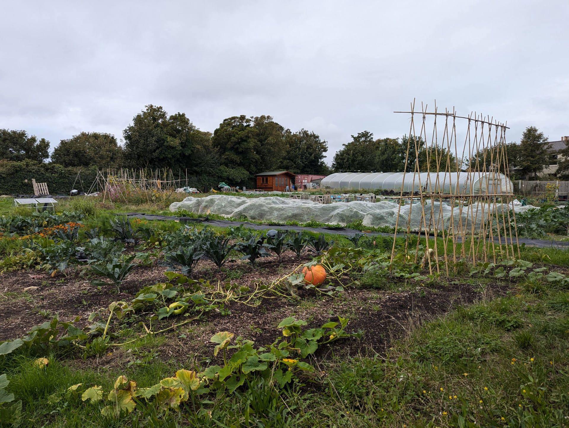 Windmill Community Gardens Margate